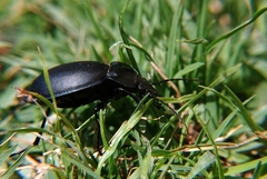 Carabus graecus