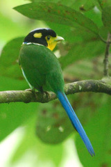 Psarisomus dalhousiae