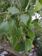 Populus mexicana