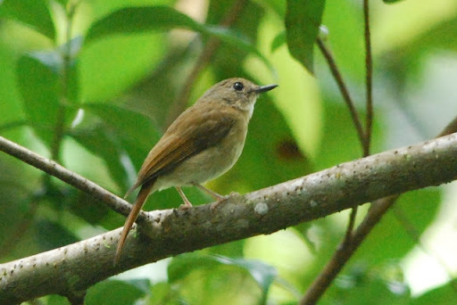 Fulvous-chested Jungle Flycatcher photo