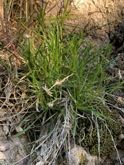 Erigeron arenarioides