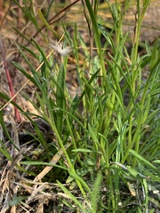 Erigeron arenarioides