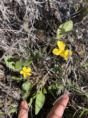 Viola vallicola