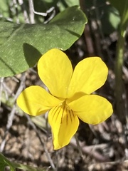 Viola vallicola