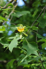 Liriodendron tulipifera