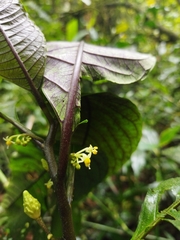 Solanum anceps