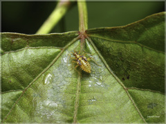Eupachypeltis immanis
