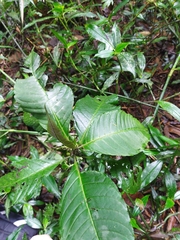 Solanum anceps