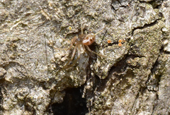 Linyphiidae