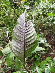 Solanum anceps