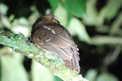 Batrachostomus poliolophus