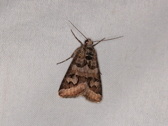 Drasteria occulta