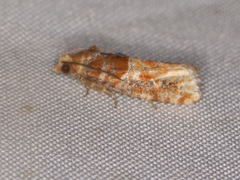 Eucopina cocana