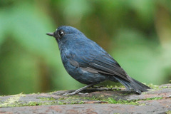 Sumatran Blue Robin photo 1