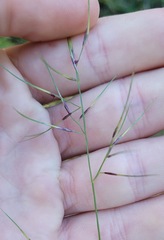 Aristida vagans