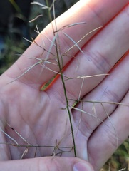 Aristida vagans
