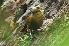 Sumatran Blue Robin photo 2