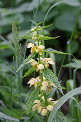 Lamium galeobdolon flavidum