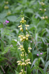 Lamium galeobdolon flavidum