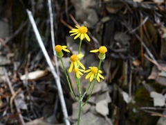 Packera antennariifolia