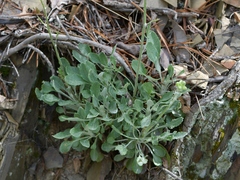 Packera antennariifolia