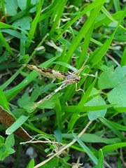 Xanthorhoe fluctuata