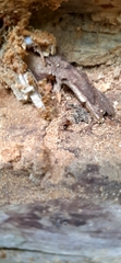Lasius