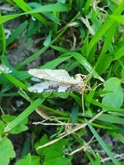 Xanthorhoe fluctuata