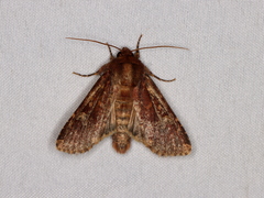 Sideridis congermana