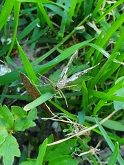 Xanthorhoe fluctuata