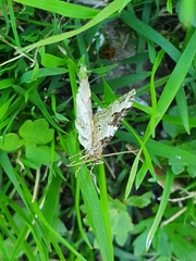 Xanthorhoe fluctuata