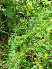 Astragalus canadensis