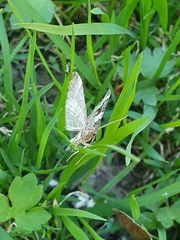 Xanthorhoe fluctuata