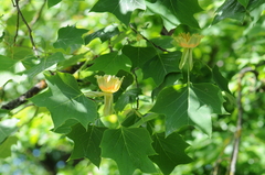 Liriodendron tulipifera