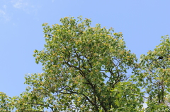 Liriodendron tulipifera