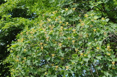 Liriodendron tulipifera