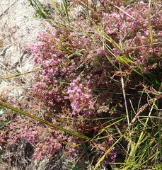Erica radicans