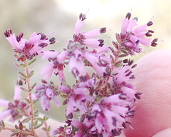 Erica radicans