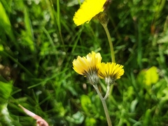 Pilosella lactucella
