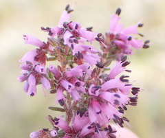 Erica radicans
