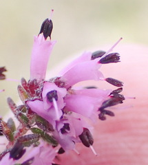 Erica radicans