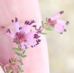 Erica radicans