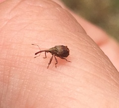 Anthonomus quadrigibbus