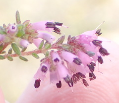 Erica radicans