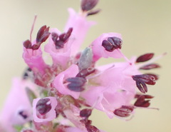 Erica radicans