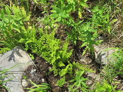 Myriopteris alabamensis