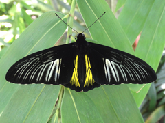 Troides rhadamantus