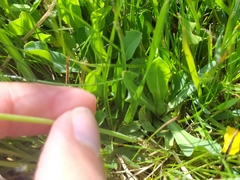 Pilosella lactucella