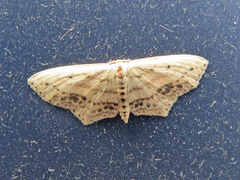Scopula cacuminaria