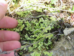 Selaginella apoda